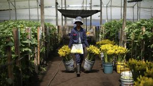 Bisnis Bunga di Kolombia Terganggu Tarif Impor Trump