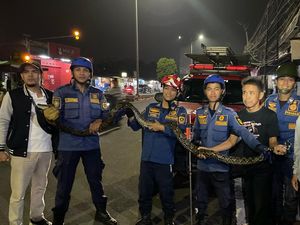 Ular Sanca 3 Meter Muncul di Atap Rumah, Warga Bogor Panggil Damkar Ular Sanca 3 Meter Muncul di Atap Rumah, Warga Bogor Panggil Damkar