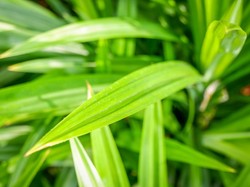 6 Manfaat Daun Pandan untuk Kesehatan, Ini Cara Mengolah dan Efek Buruknya