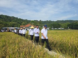 Menteri Imipas Panen Raya Padi di Lapas Terbuka Nusakambangan Bareng 18 Napi