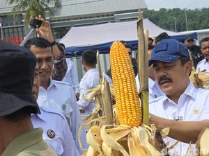 Menteri Agus Pimpin Panen Jagung Bareng 15 Napi di Lapas Gladakan Nusakambangan Menteri Agus Pimpin Panen Jagung Bareng 15 Napi di Lapas Gladakan Nusakambangan