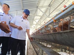 Menteri Agus Cek Ternak Ayam di Nusakambangan, Minta Lebih Banyak Napi Dilatih