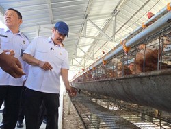Menteri Agus Cek Ternak Ayam di Nusakambangan, Minta Lebih Banyak Napi Dilatih