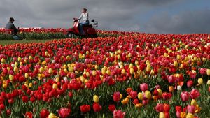 Pesona Sejuta Tulip Bermekaran di Inggris