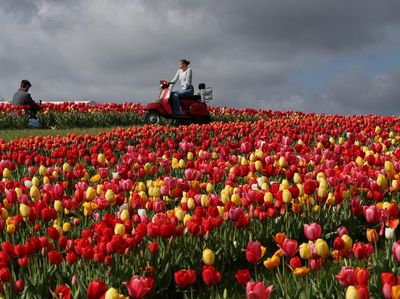 Pesona Sejuta Tulip Bermekaran di Inggris