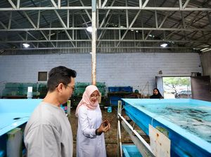 Bupati Ipuk Kunjungi Kampung Lobster, Nikmati Hidangan Segar Langsung dari Laut Bupati Ipuk Kunjungi Kampung Lobster, Nikmati Hidangan Segar Langsung dari Laut