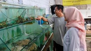 Potret Bupati Banyuwangi di Kampung Lobster