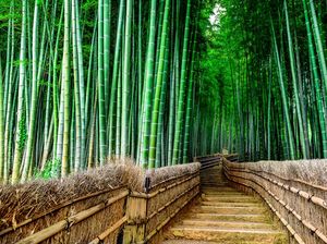 Ternyata Bambu Bukan Pohon, Ini Fakta yang Jarang Diketahui! Ternyata Bambu Bukan Pohon, Ini Fakta yang Jarang Diketahui!