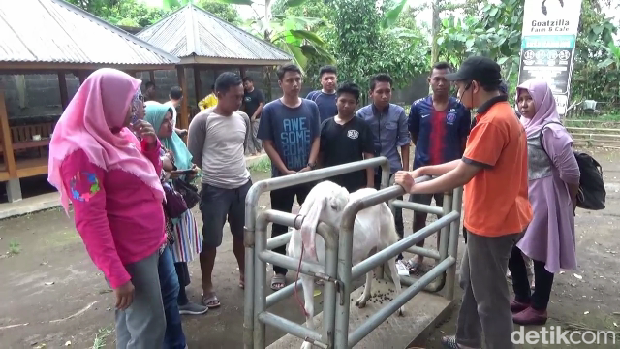 Liburan Seru dan Edukatif di Wisata Peternakan Kambing Goatzilla Lumajang