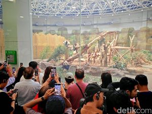 Gemas! Mengabadikan Panda Pakai Honor Magic V3 Gemas! Mengabadikan Panda Pakai Honor Magic V3