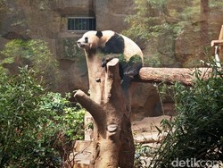 Kabar Baik, Populasi Panda Raksasa Naik Hampir 2 Kali Lipat di China