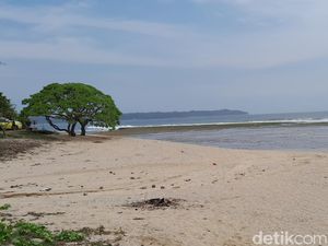 Pohon Viral Pantai Karapyak, Spot Foto Instagramable di Pangandaran Pohon Viral Pantai Karapyak, Spot Foto Instagramable di Pangandaran