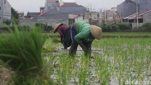 Potret Lahan Sawah di Jakarta yang Makin Berkurang