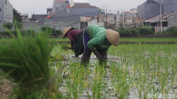 Potret Lahan Sawah di Jakarta yang Makin Berkurang