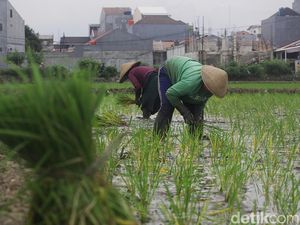 Jurus BUMN Pangan Bikin Anak Muda Punya Keterampilan di Sektor Pertanian Jurus BUMN Pangan Bikin Anak Muda Punya Keterampilan di Sektor Pertanian