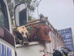 Momen Sapi Ikut Terjebak Macet Imbas Antrean Truk di Pelabuhan Priok Momen Sapi Ikut Terjebak Macet Imbas Antrean Truk di Pelabuhan Priok