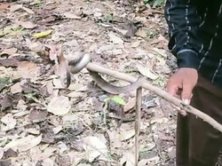 Tragis! 2 Warga di Sumsel Tewas Digigit Ular Kobra dalam Rumah