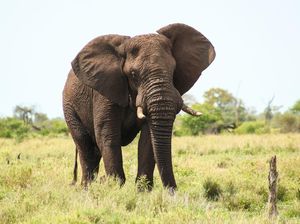 Viral Gajah Cari Anaknya di Jalan, Ini 11 Fakta Unik Gajah yang Bisa Berempati Viral Gajah Cari Anaknya di Jalan, Ini 11 Fakta Unik Gajah yang Bisa Berempati