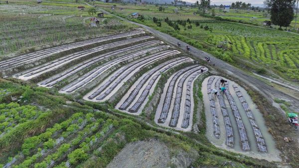 Geliat Pertanian di Sigi