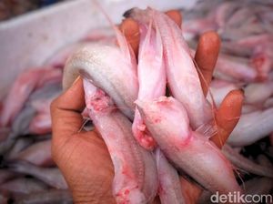 Ikan Pepija, Ikan Khas Tarakan yang Kian Sulit Didapatkan