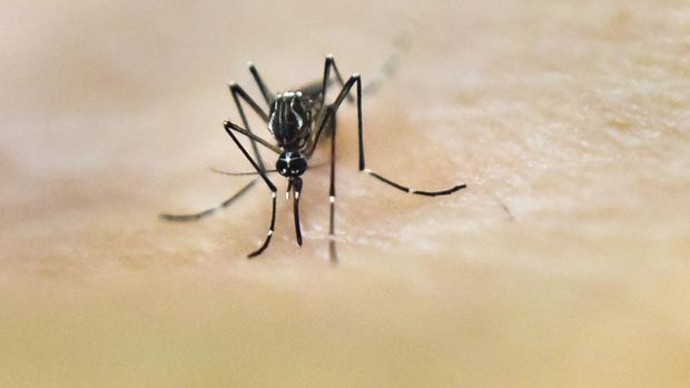 Ilustrasi Nyamuk Aedes Aegypti An Aedes Aegypti mosquito is photographed on human skin in a lab of the International Training and Medical Research Training Center (CIDEIM) on January 25, 2016, in Cali, Colombia. CIDEIM scientists are studying the genetics and biology of Aedes Aegypti mosquito which transmits the Zika, Chikungunya, Dengue and Yellow Fever viruses, to control their reproduction and resistance to insecticides. The Zika virus, a mosquito-borne disease suspected of causing serious birth defects, is expected to spread to all countries in the Americas except Canada and Chile, the World Health Organization said. AFP PHOTO/LUIS ROBAYO (Photo by Luis ROBAYO / AFP)