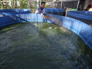 Intip Budi Daya Lele untuk Ketahanan Pangan Desa di Aceh