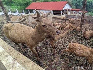Teka-teki Pemilik Rusa Berkeliaran di Jalanan Sleman Terungkap