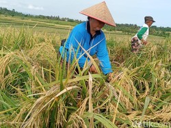 Petani di Jembrana Keluhkan Harga Gabah Anjlok-Sulitnya Cari Tenaga Panen