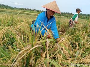 Produksi Beras hingga Juli Diperkirakan Tembus 21,76 Juta Ton Produksi Beras hingga Juli Diperkirakan Tembus 21,76 Juta Ton