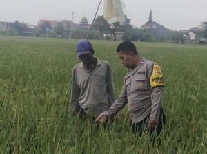 Bhabin Turun ke Sawah Tampung Curhat soal Pupuk-Sarana Pertanian Bhabin Turun ke Sawah Tampung Curhat soal Pupuk-Sarana Pertanian
