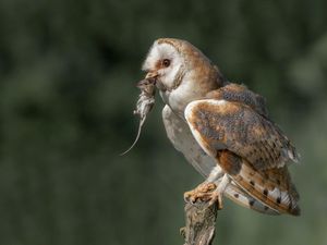 Prabowo Kirim 1.000 Burung Hantu buat Basmi Hama Tikus
