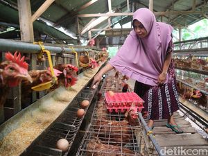 Emak-emak Bojonegoro Ini Cuan dari Hasil Ternak Ayam Petelor di Rumah Emak-emak Bojonegoro Ini Cuan dari Hasil Ternak Ayam Petelor di Rumah