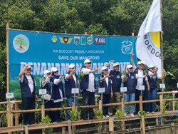 Video: Megawati, Pramono-Rano hingga CT Tanam Mangrove di Hutan Lindung Kapuk