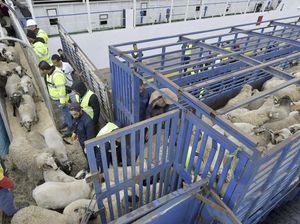 Aljazair Impor 15 Ribu Domba dari Rumania untuk Idul Adha