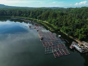 Foto Udara Budidaya Ikan Nila di Danau Ranu Klakah