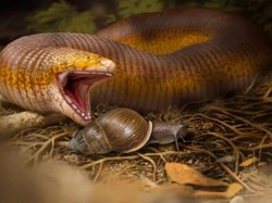 Ini Cacing Terbesar yang Pernah Hidup di Bumi