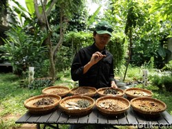 Cara Damaz Berbagi Ilmu Tanaman Herbal untuk Anak Muda