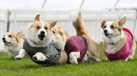 Lincahnya Anjing-anjing Corgi Balapan di Skotlandia, Gemes Banget!