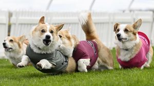 Lincahnya Anjing-anjing Corgi Balapan di Skotlandia, Gemes Banget!
