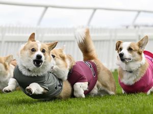 Lincahnya Anjing-anjing Corgi Balapan di Skotlandia, Gemes Banget! Lincahnya Anjing-anjing Corgi Balapan di Skotlandia, Gemes Banget!
