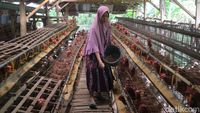 Sukses Ternak Ayam Petelor, Emak-emak di Bojonegoro Jadi Inspirasi Warga