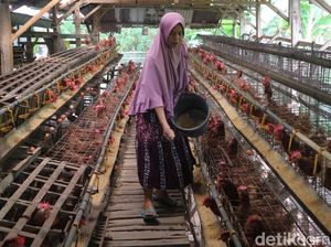 Sukses Ternak Ayam Petelor, Emak-emak di Bojonegoro Jadi Inspirasi Warga Sukses Ternak Ayam Petelor, Emak-emak di Bojonegoro Jadi Inspirasi Warga