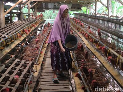 Sukses Ternak Ayam Petelor, Emak-emak di Bojonegoro Jadi Inspirasi Warga