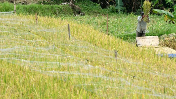 Petani merontokkan bulir padi organik dikala panen di area persawahan Agro Eduwisata Organik Mulyaharja, Kota Bogor, Jawa Barat, Senin (21/4/2025). Panen raya padi organik di lahan seluas 23 hektar yang dapat menciptakan sebanyak 80,5 ton beras tersebut sekaligus dikembangkan menjadi destinasi rekreasi alam dan mendorong produktivitas ekonomi masyarakat. ANTARA FOTO/Arif Firmansyah/foc.