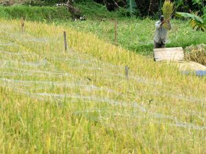 Produksi Beras RI Diramal Tembus 34,6 Juta Ton, Tertinggi se-ASEAN Produksi Beras RI Diramal Tembus 34,6 Juta Ton, Tertinggi se-ASEAN