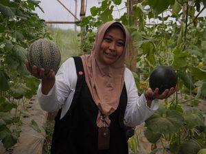 Disebut Pertama di Dunia! Melon Hitam Hasil Rekayasa Genetika Mahasiswa S3 UB Disebut Pertama di Dunia! Melon Hitam Hasil Rekayasa Genetika Mahasiswa S3 UB