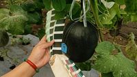 Potret Melon Hitam, Disebut Pertama di Dunia Hasil Riset Mahasiswi UB 2,5 Tahun