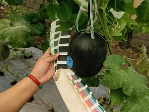 Potret Melon Hitam, Disebut Pertama di Dunia Hasil Riset Mahasiswi UB 2,5 Tahun Potret Melon Hitam, Disebut Pertama di Dunia Hasil Riset Mahasiswi UB 2,5 Tahun