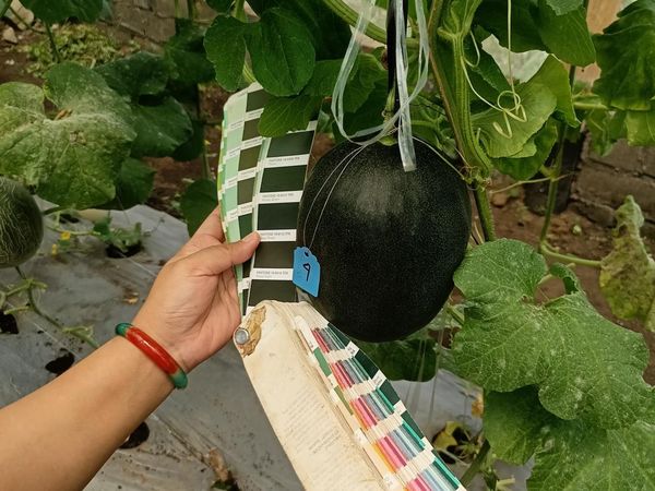 Potret Melon Hitam, Disebut Pertama di Dunia Hasil Riset Mahasiswi UB 2,5 Tahun