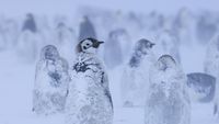 Momen Penguin Kaisar Hadapi Badai Salju di Antartika
